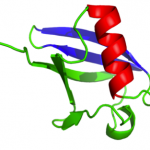 Ubiquitin (PDB 1 UBQ) showing the α-helix in red and the first 2 β-strands in blue. From the Φ analysis it becomes apparent this is the folding nucleus.