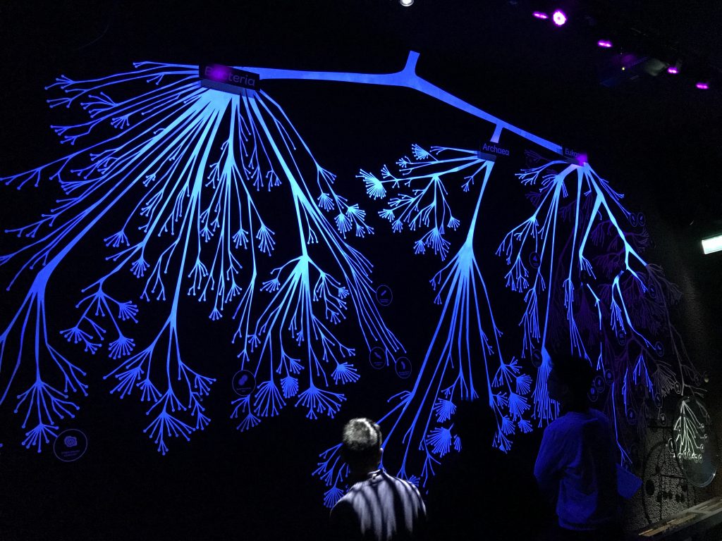 The tree of life at the entrance showing a 'representative selection of 1500 species, 500 of each domain' the data comes from NCBI. A neat feature; the species lighting up in UV light are only visible by microscope whereas the non illuminated branches (ie. mammels in the bottom right corner) do not. 