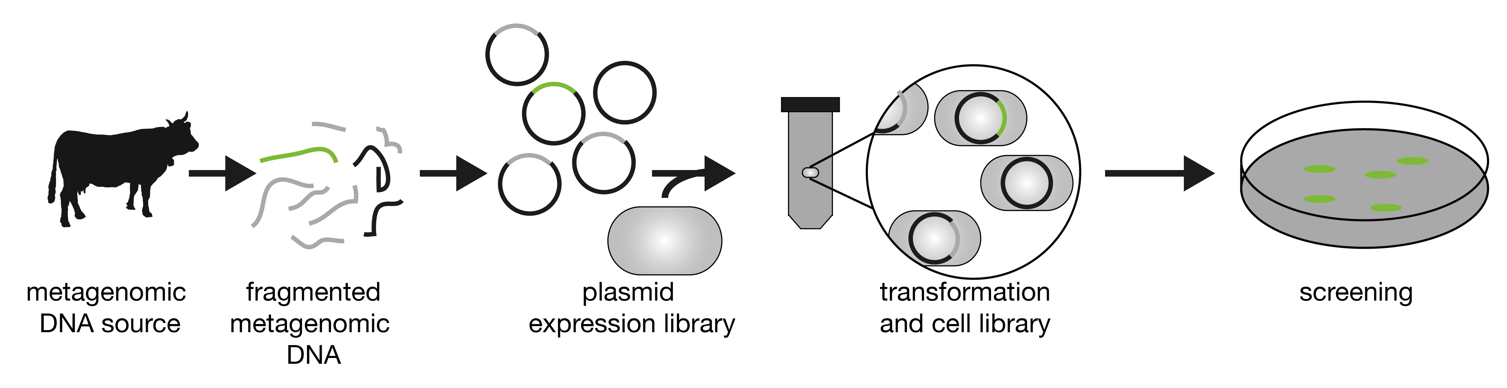 Construction of a metagenomic library